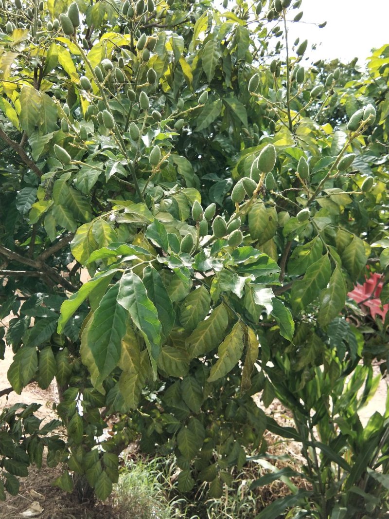 黄皮果苗当年种植当年结果