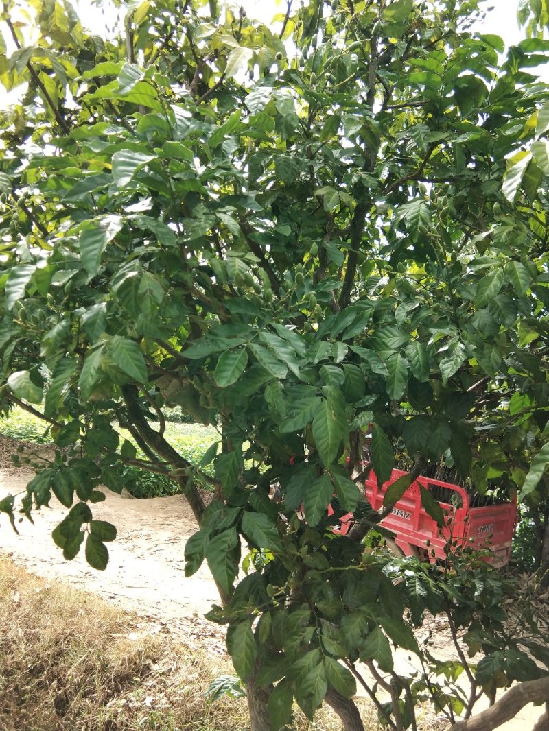 黄皮果苗当年种植当年结果