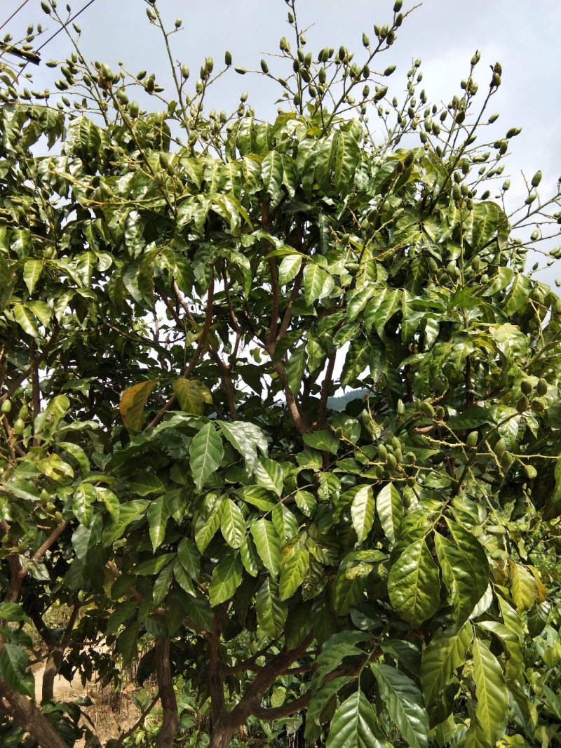 黄皮果苗当年种植当年结果