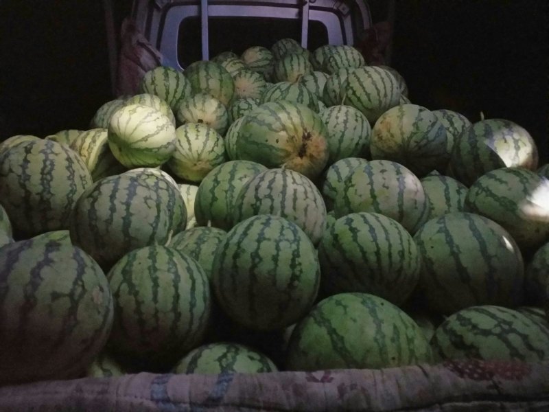 正宗8424西瓜🍉，批发，量大，甜呕，还在犹豫吗！抓紧