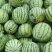 正宗8424西瓜🍉，批发，量大，甜呕，还在犹豫吗！抓紧