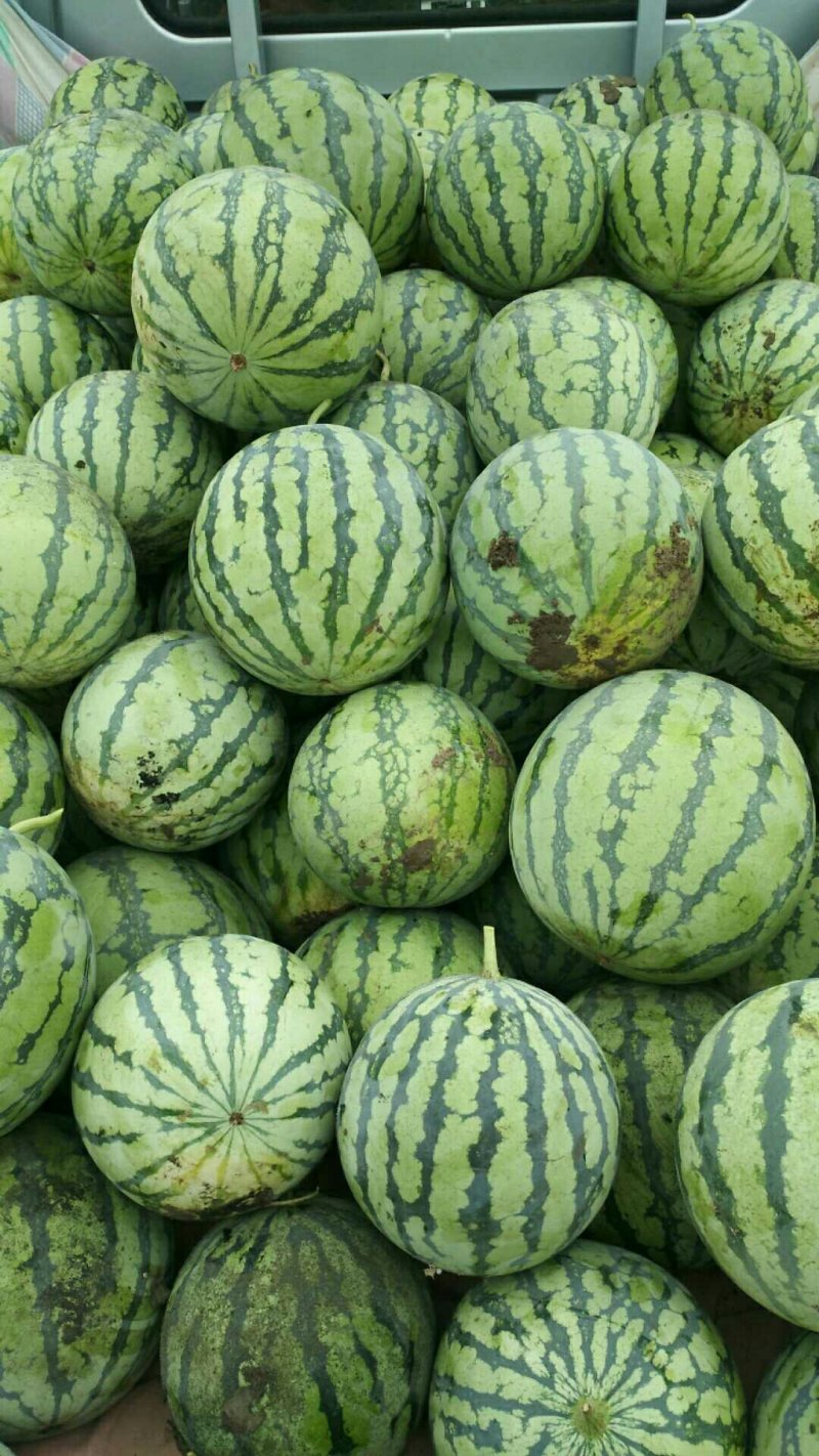 正宗8424西瓜🍉，批发，量大，甜呕，还在犹豫吗！抓紧