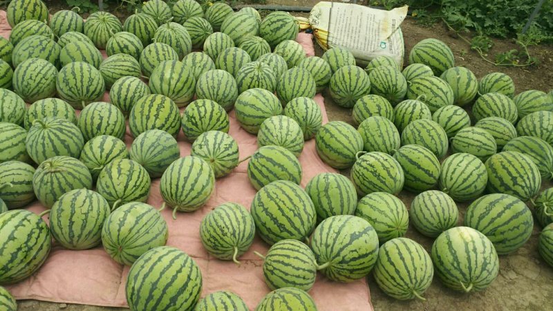正宗8424西瓜🍉，批发，量大，甜呕，还在犹豫吗！抓紧