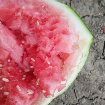 正宗8424西瓜🍉，批发，量大，甜呕，还在犹豫吗！抓紧