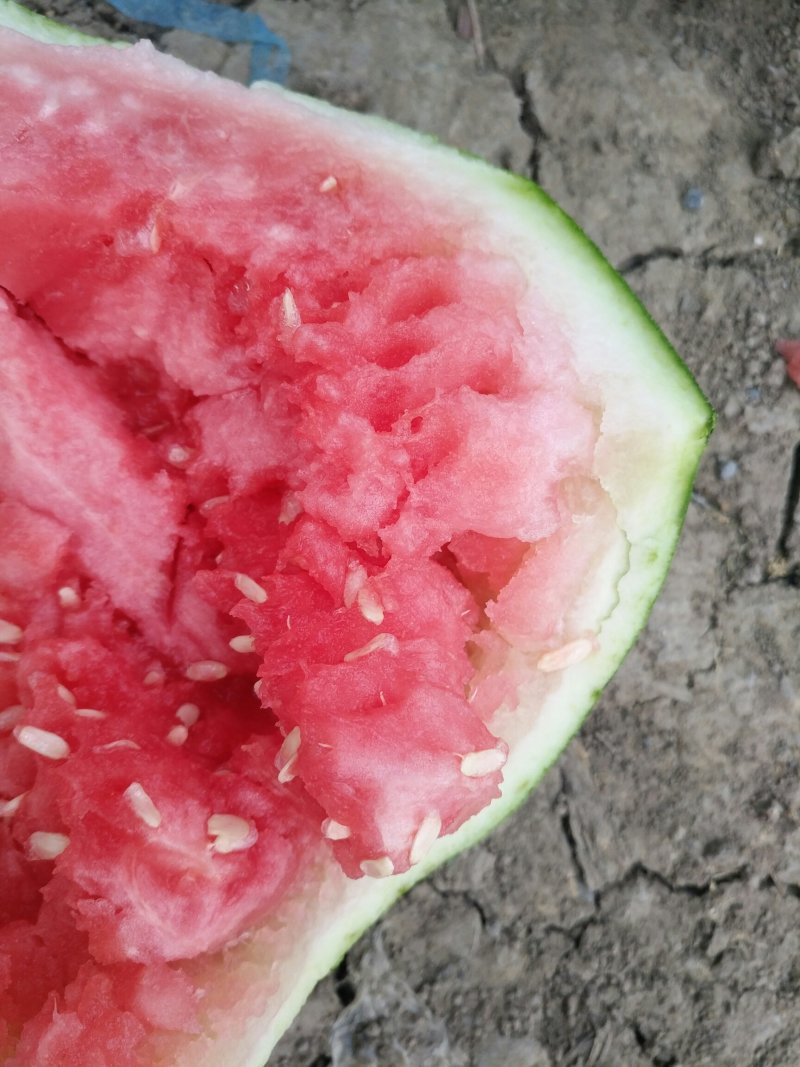正宗8424西瓜🍉，批发，量大，甜呕，还在犹豫吗！抓紧