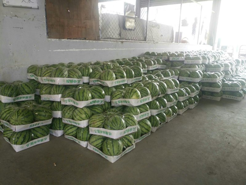 正宗8424西瓜🍉，批发，量大，甜呕，还在犹豫吗！抓紧