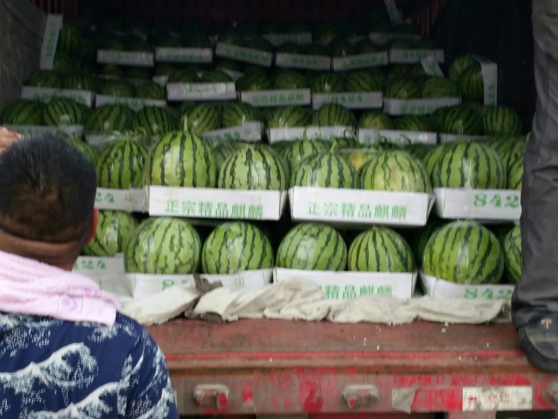 正宗8424西瓜🍉，批发，量大，甜呕，还在犹豫吗！抓紧