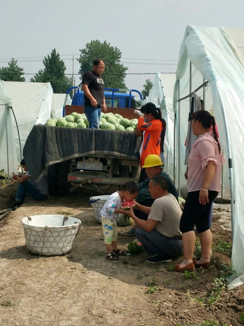 正宗8424西瓜🍉，批发，量大，甜呕，还在犹豫吗！抓紧