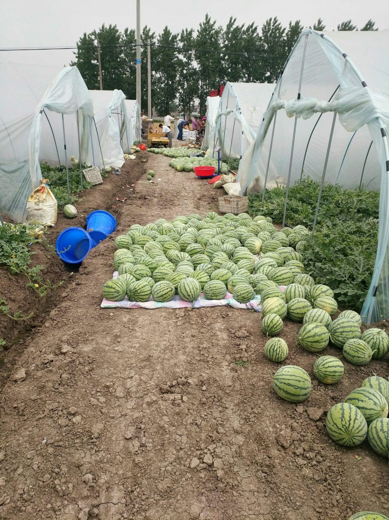 正宗8424西瓜🍉，批发，量大，甜呕，还在犹豫吗！抓紧