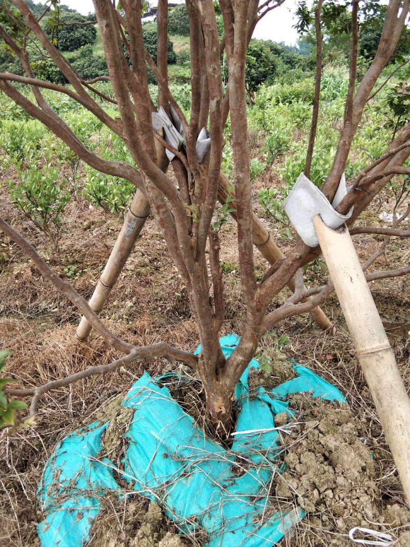 嘉宝果树苗树葡萄苗四季嘉宝果