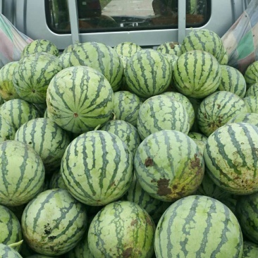 正宗8424，纯绿色无公害食品