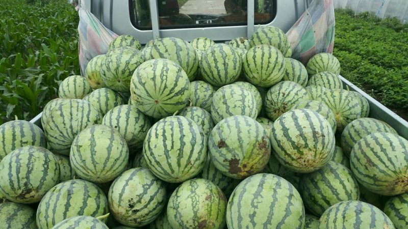 正宗8424，纯绿色无公害食品
