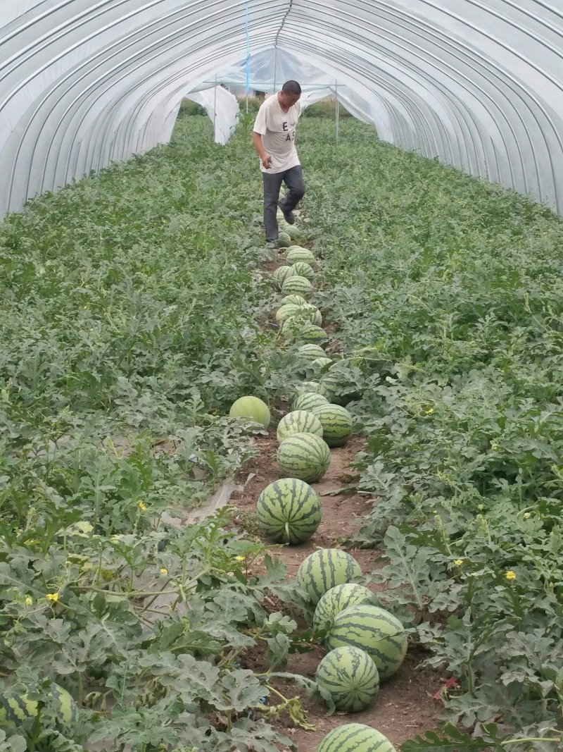 正宗8424，纯绿色无公害食品