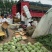 正宗8424，纯绿色无公害食品