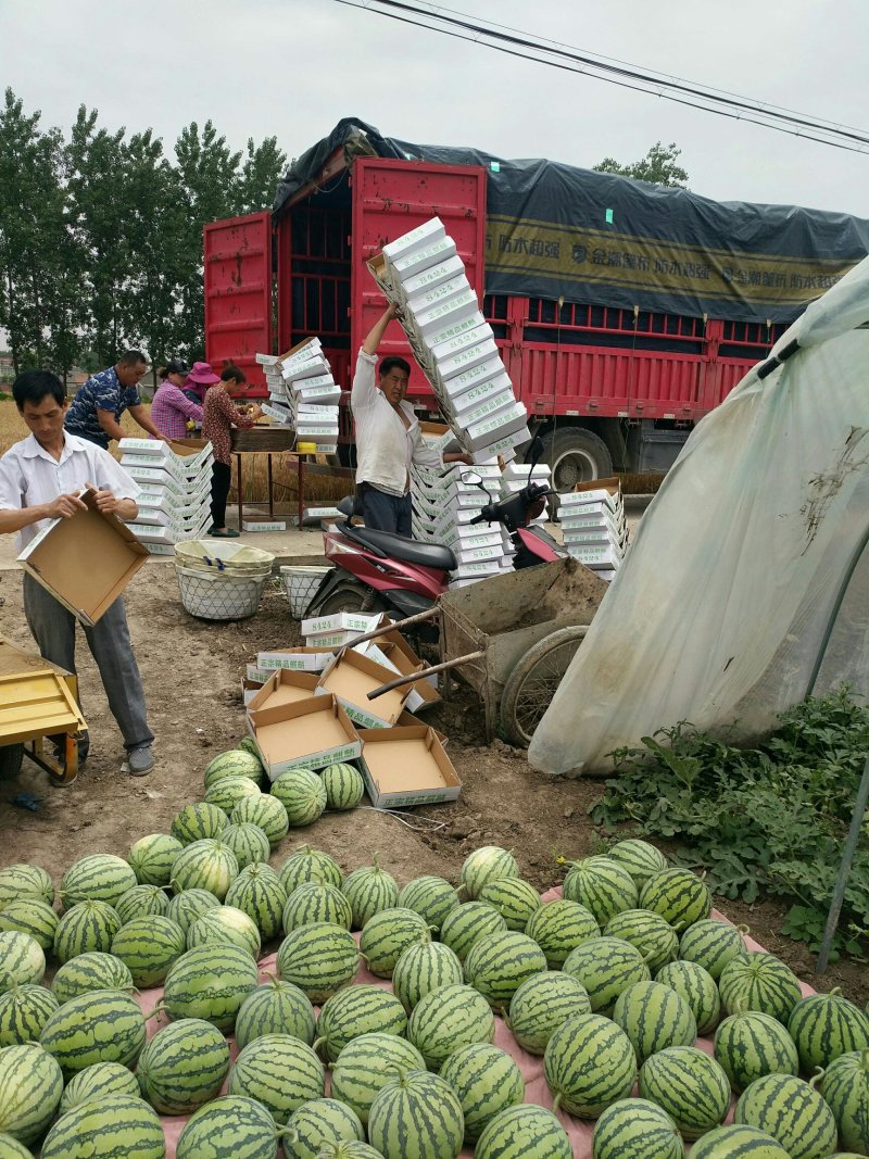 正宗8424，纯绿色无公害食品
