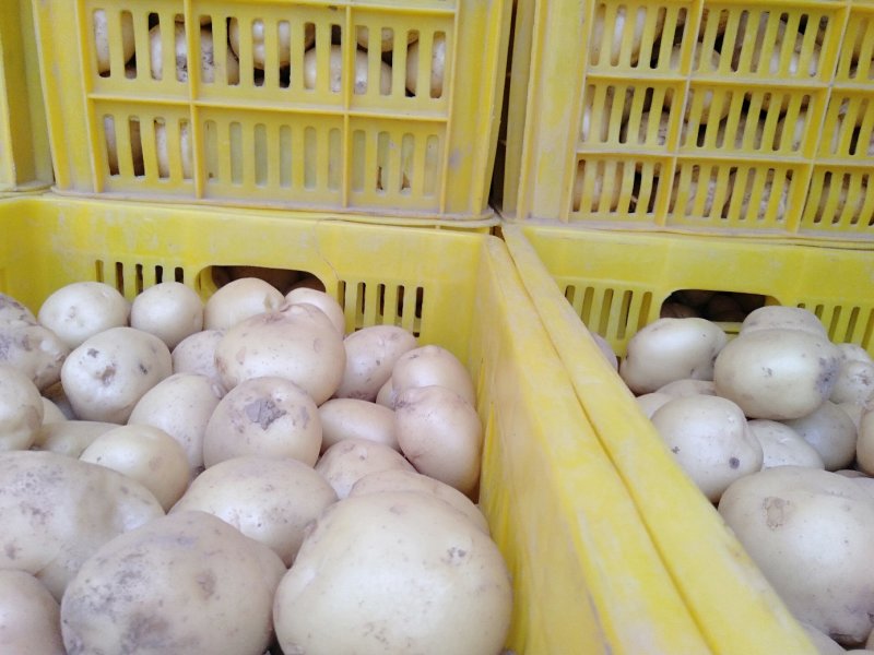 土豆货源充足产地直销精选鲜土豆二两以上