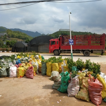 茶花杯苗处理货福建产地直销一手货源充足长期供应可实地采购