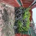 茶花杯苗处理货福建产地直销一手货源充足长期供应可实地采购