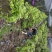茶花杯苗处理货福建产地直销一手货源充足长期供应可实地采购