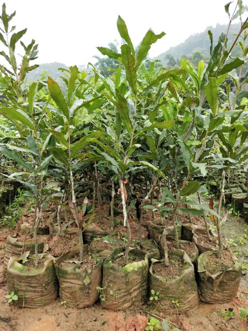 广西嫁接杨梅树苗耐寒四季南方北方种植果苗包活杨梅树苗
