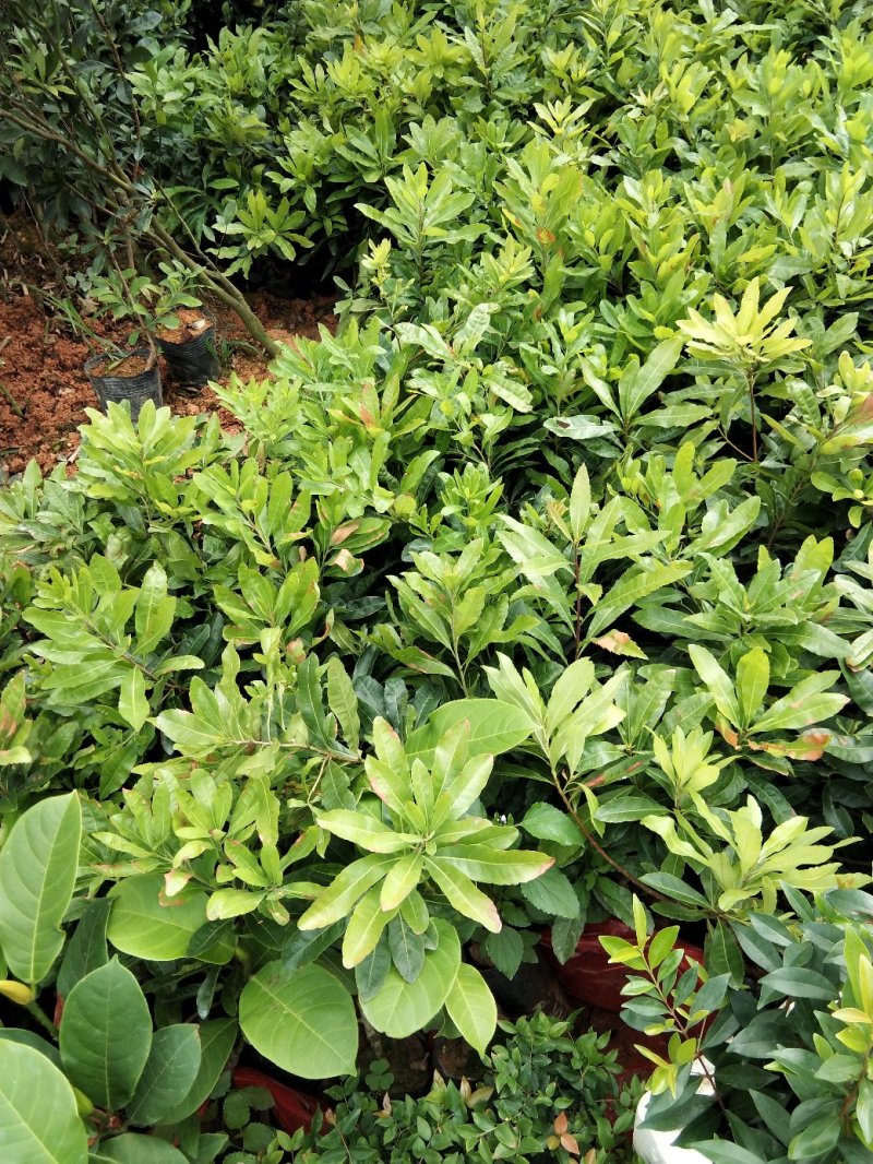 广西嫁接杨梅树苗耐寒四季南方北方种植果苗包活杨梅树苗