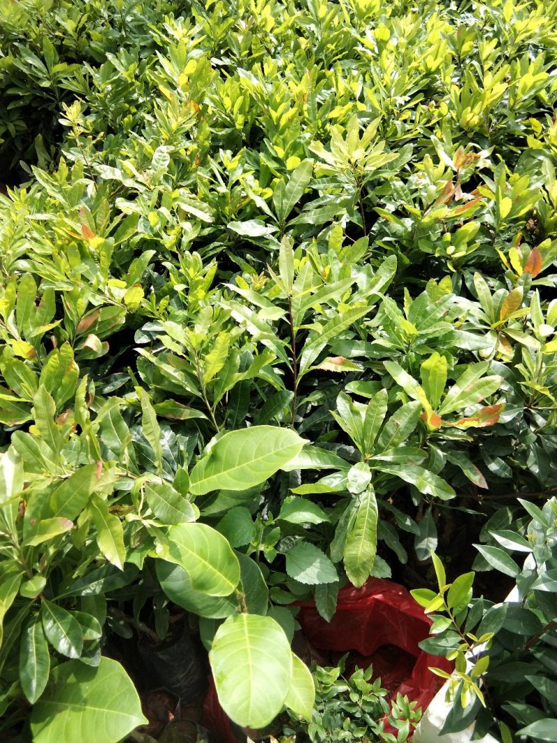 广西嫁接杨梅树苗耐寒四季南方北方种植果苗包活杨梅树苗
