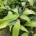 芒果苗树苗四季蜜芒金煌芒苗嫁接苗品种正宗广西灵山带叶保证