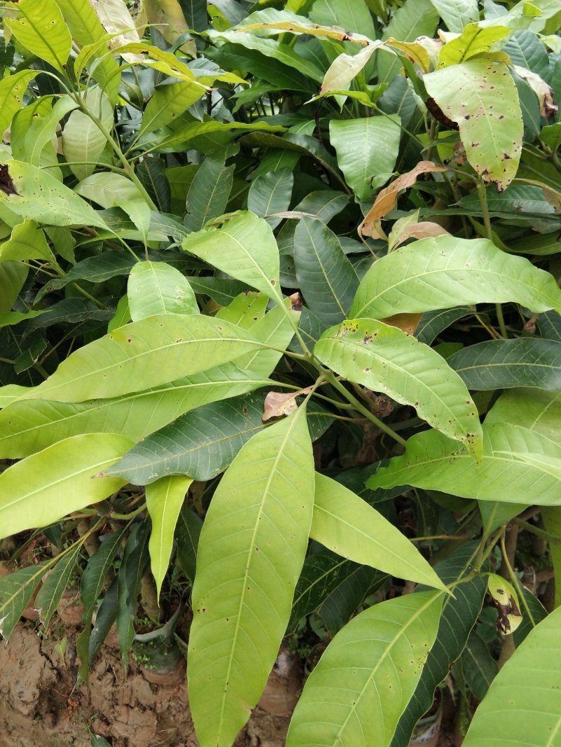 芒果苗树苗四季蜜芒金煌芒苗嫁接苗品种正宗广西灵山带叶保证