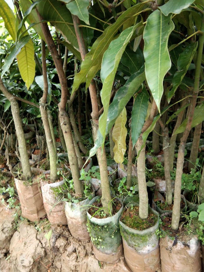 芒果苗树苗四季蜜芒金煌芒苗嫁接苗品种正宗广西灵山带叶保证