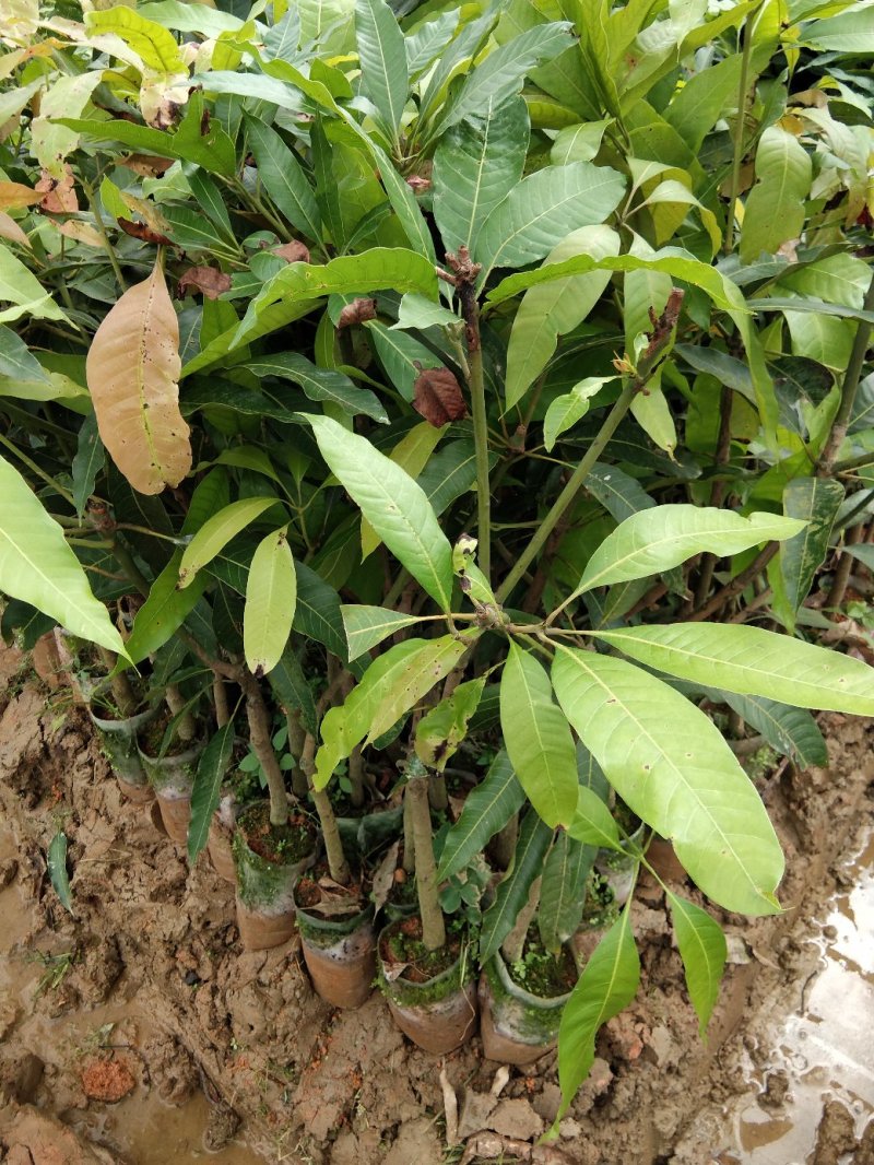 芒果苗树苗四季蜜芒金煌芒苗嫁接苗品种正宗广西灵山带叶保证