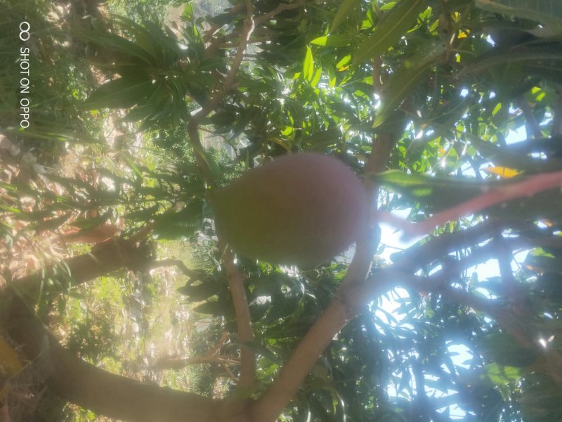 预售攀枝花红贵妃6月底上市质量保证货源充足