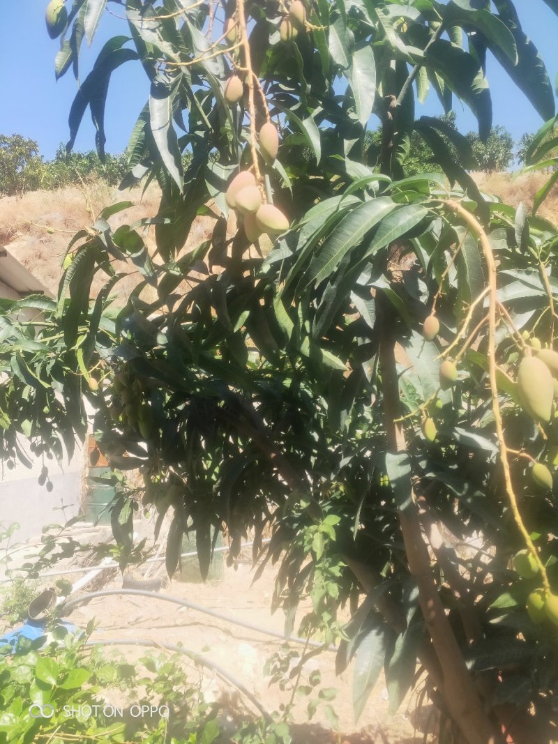 预售攀枝花红贵妃6月底上市质量保证货源充足