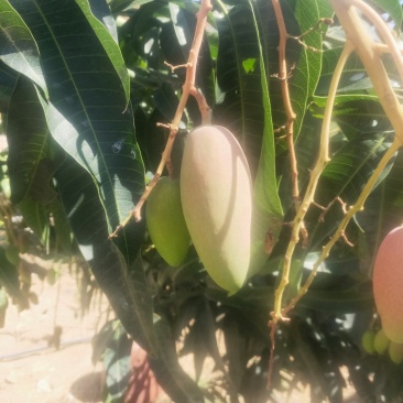预售攀枝花红贵妃6月底上市质量保证货源充足