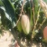 预售攀枝花红贵妃6月底上市质量保证货源充足