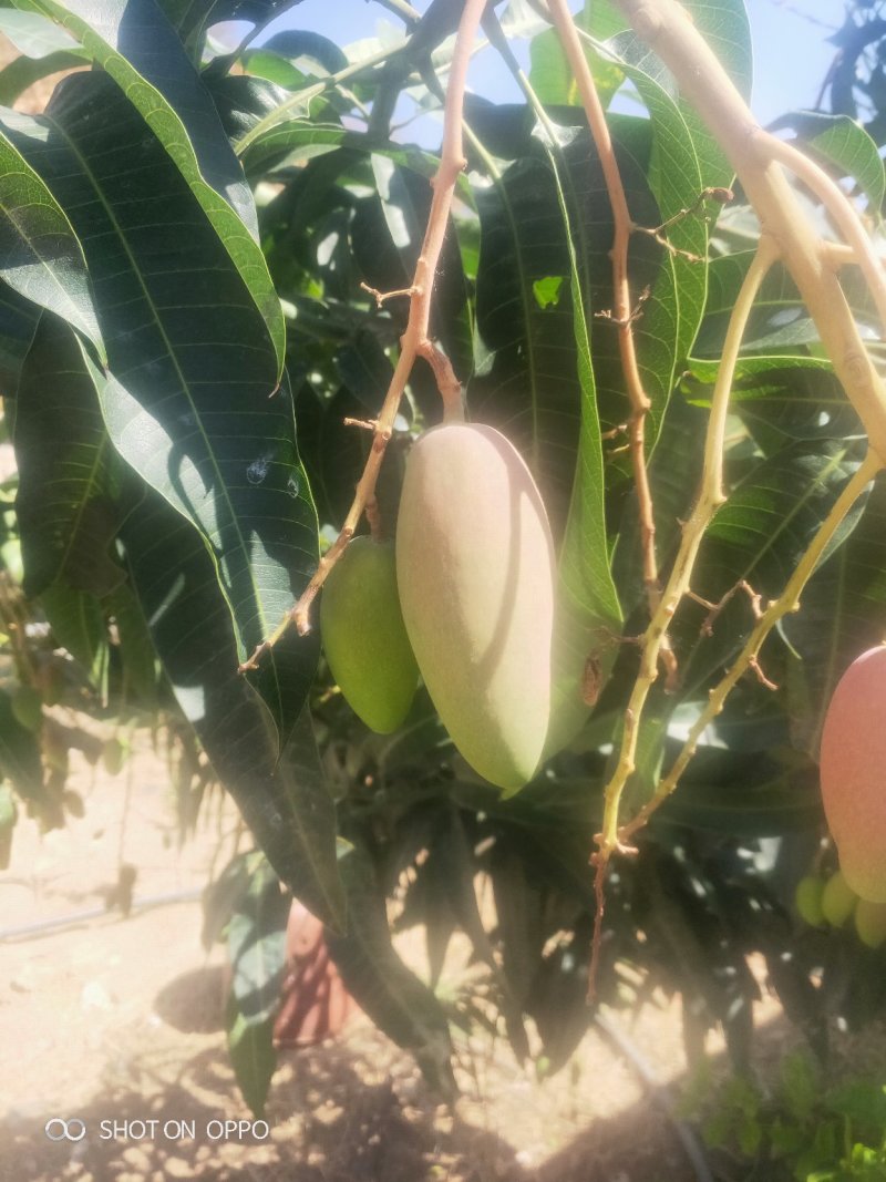 预售攀枝花红贵妃6月底上市质量保证货源充足