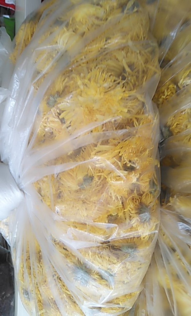 金丝皇菊