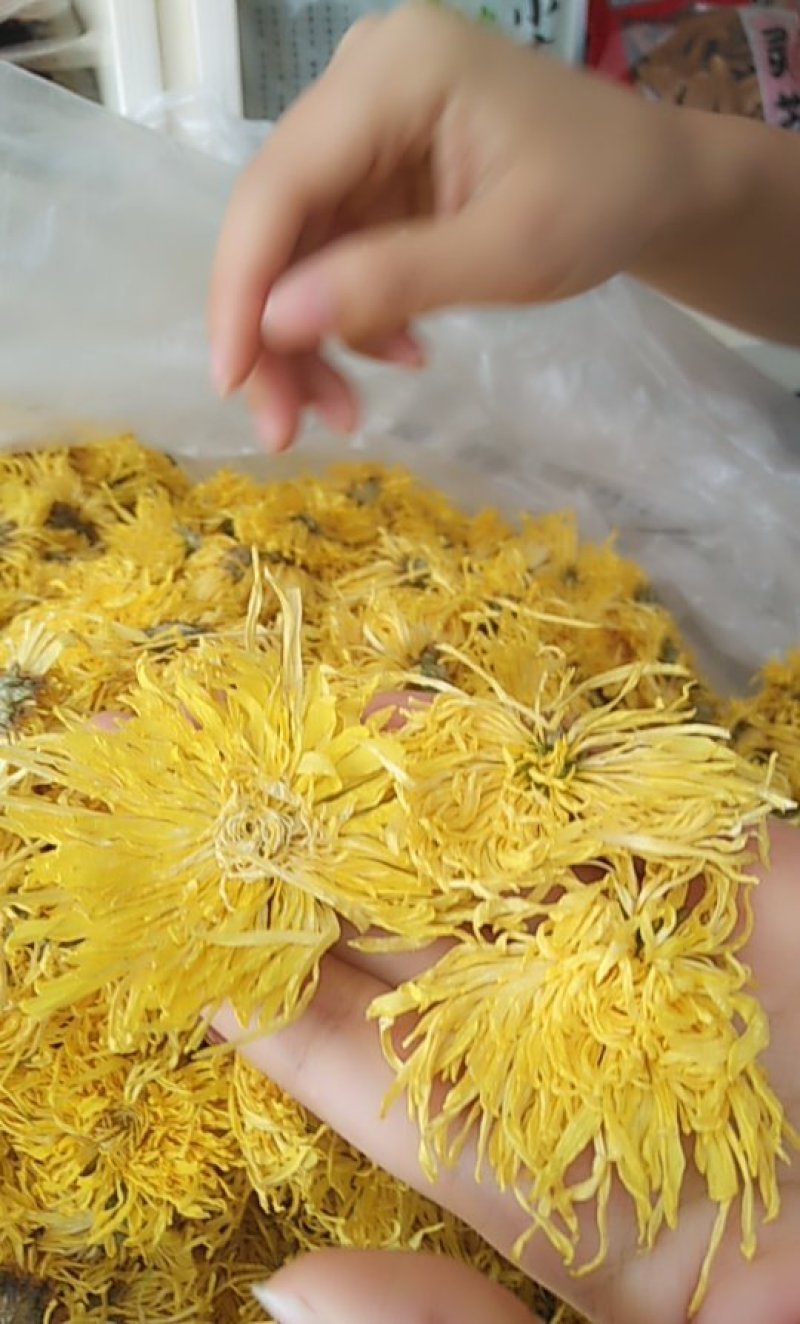 金丝皇菊