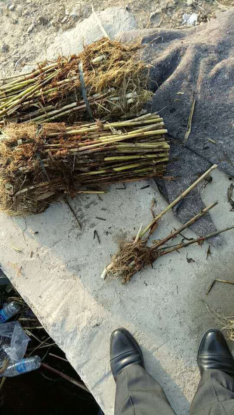芦苇苗/供应白洋淀野生芦苇苗
