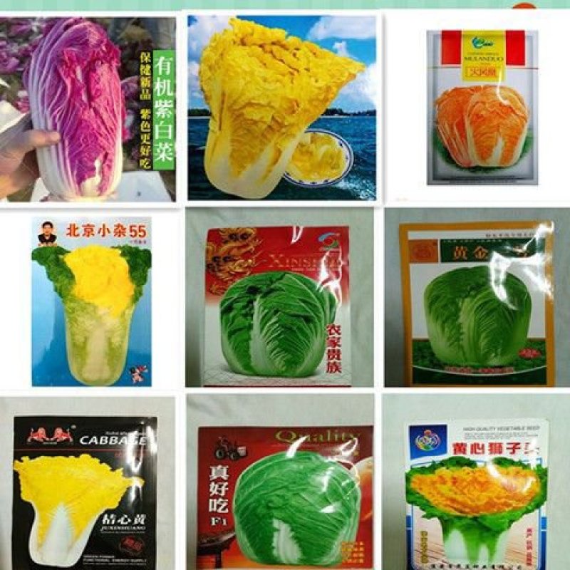紫白菜，黄白菜，紫甘蓝种子