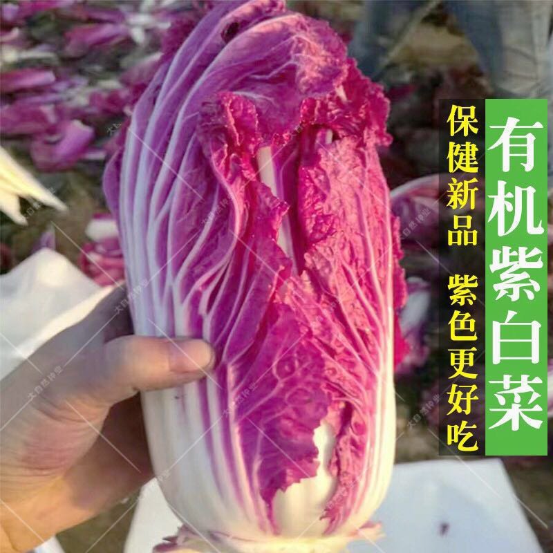 紫白菜，黄白菜，紫甘蓝种子