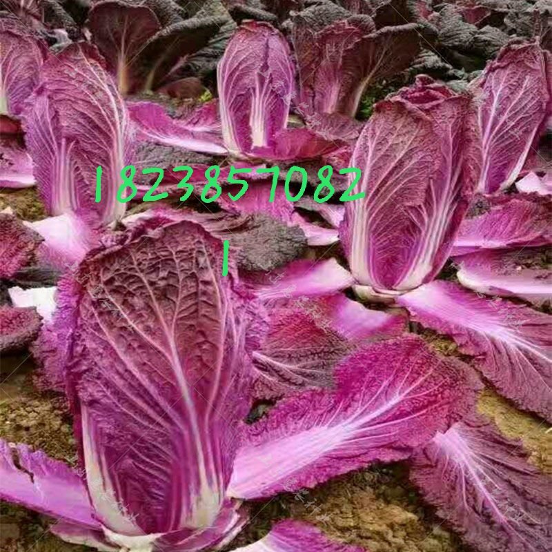 紫白菜，黄白菜，紫甘蓝种子