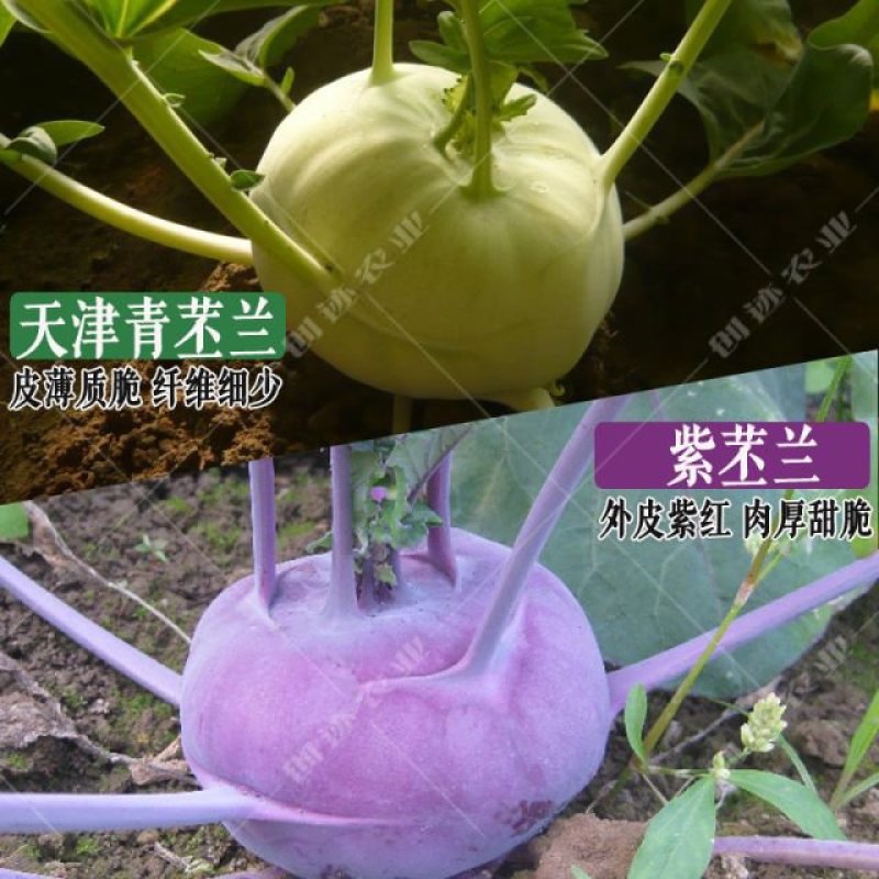 紫白菜，黄白菜，紫甘蓝种子