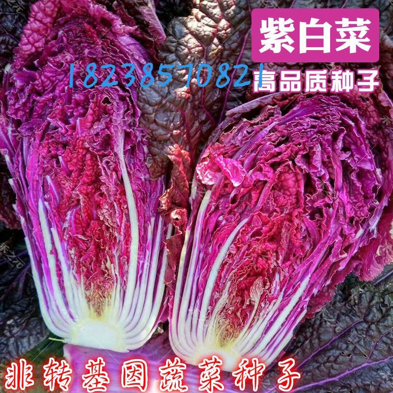 紫白菜，黄白菜，紫甘蓝种子