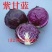 紫白菜，黄白菜，紫甘蓝种子
