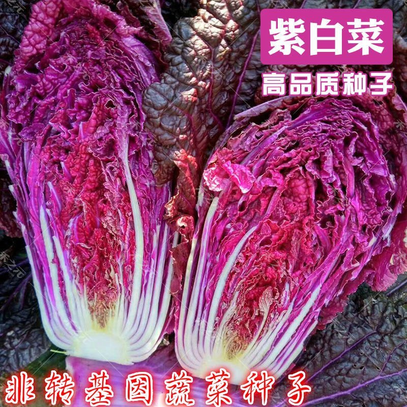 紫白菜，黄白菜，紫甘蓝种子