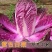 紫白菜，黄白菜，紫甘蓝种子