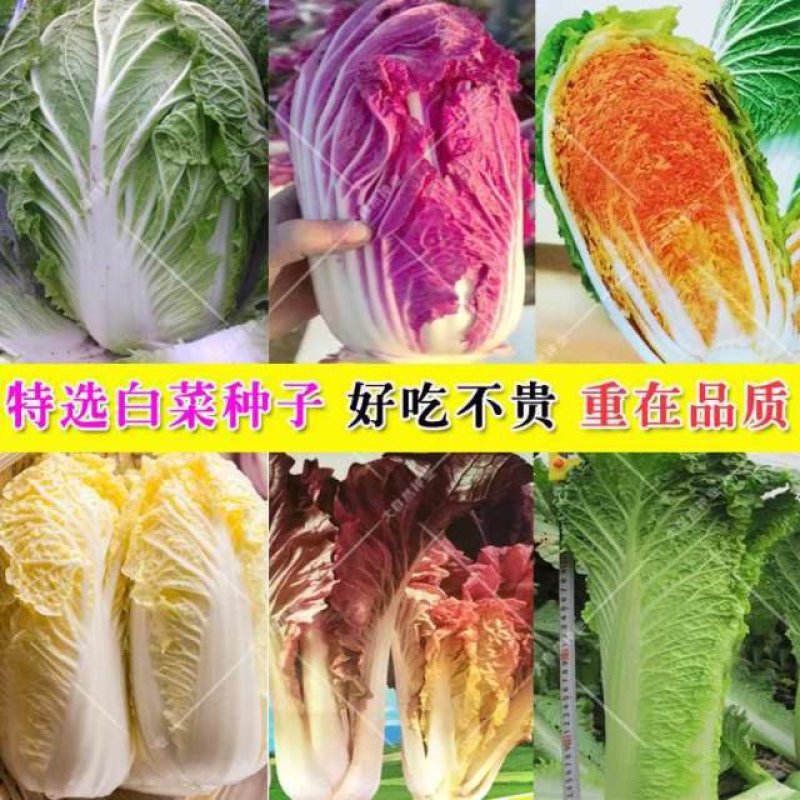 紫白菜，黄白菜，紫甘蓝种子