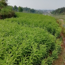 龙芽百合