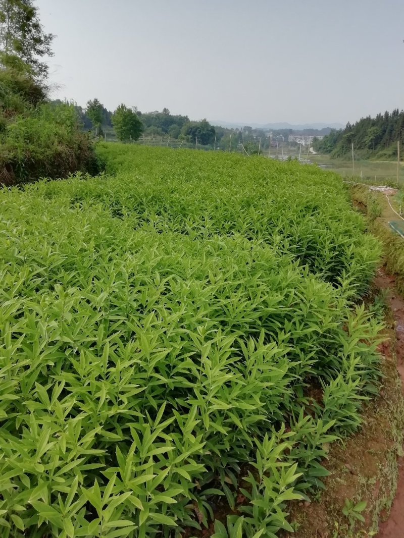 龙芽百合