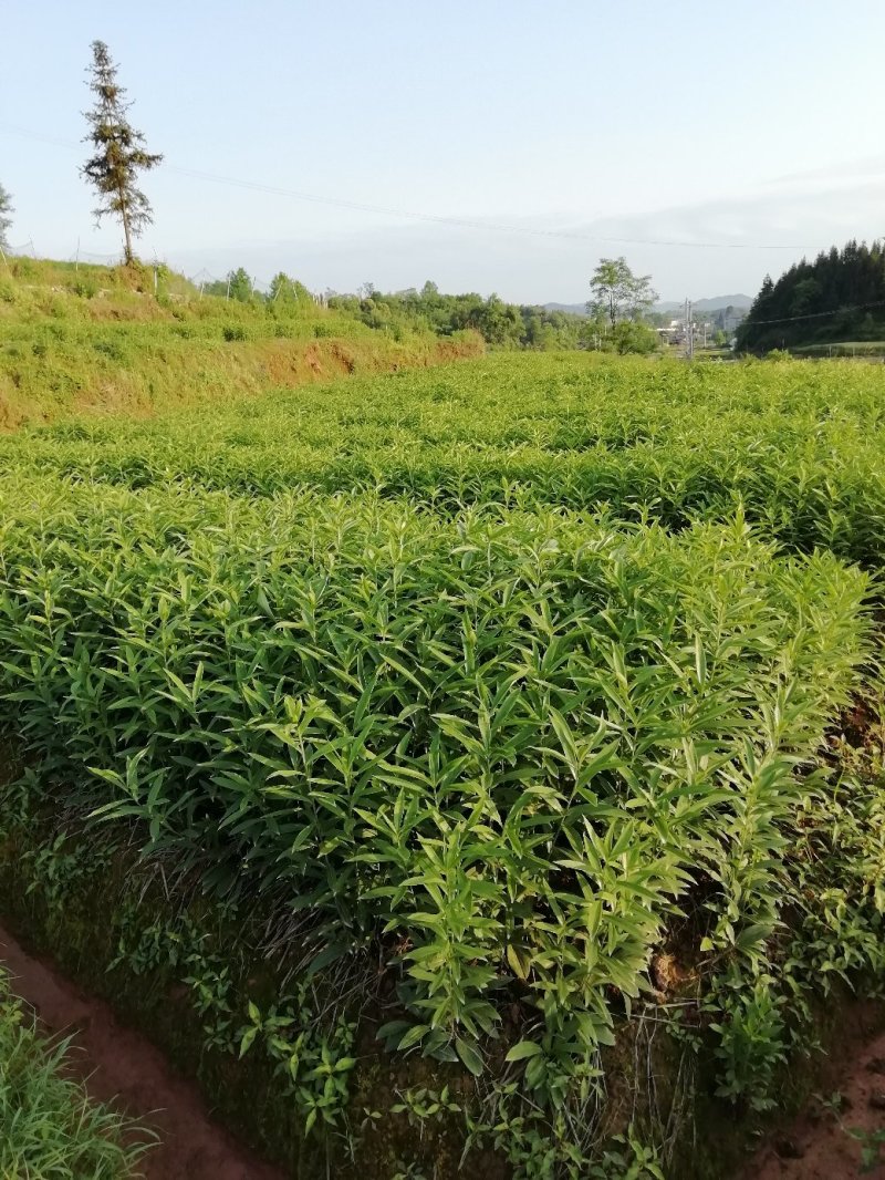 龙芽百合